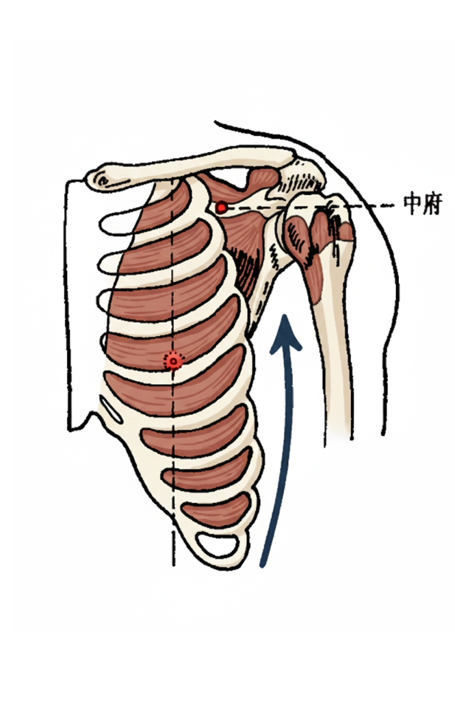 中府穴 / Zhongfű / Central Palace/  LU1 / 募穴 / 肺之募穴