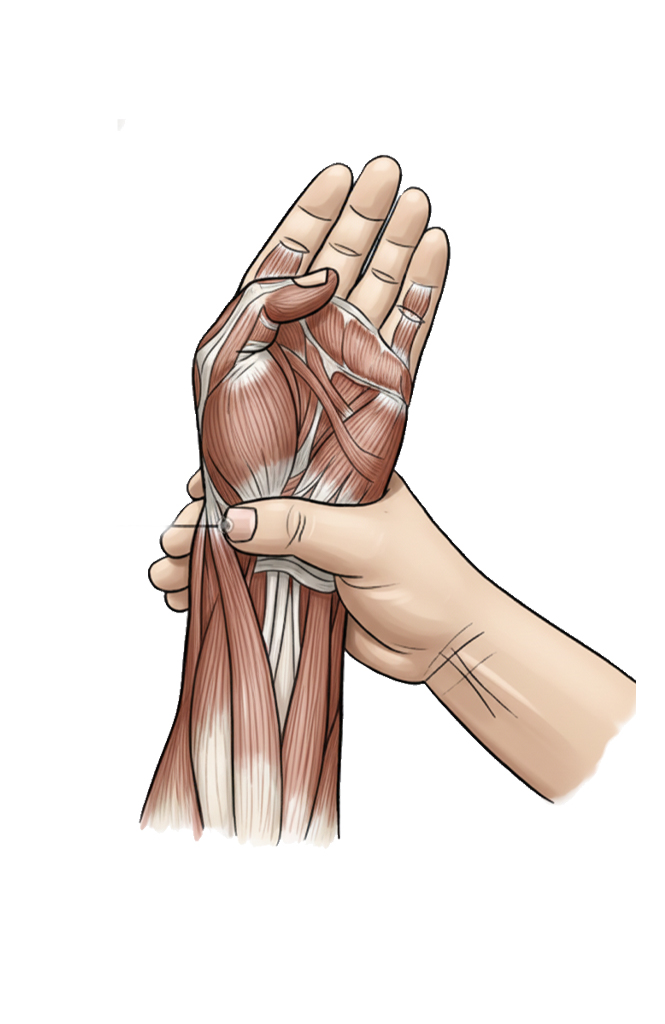 太渊穴 / LU-9 / Taiyuan / Great Abyss /输穴（Shu-Stream Point）/ 原穴（Yuan-Source Point）