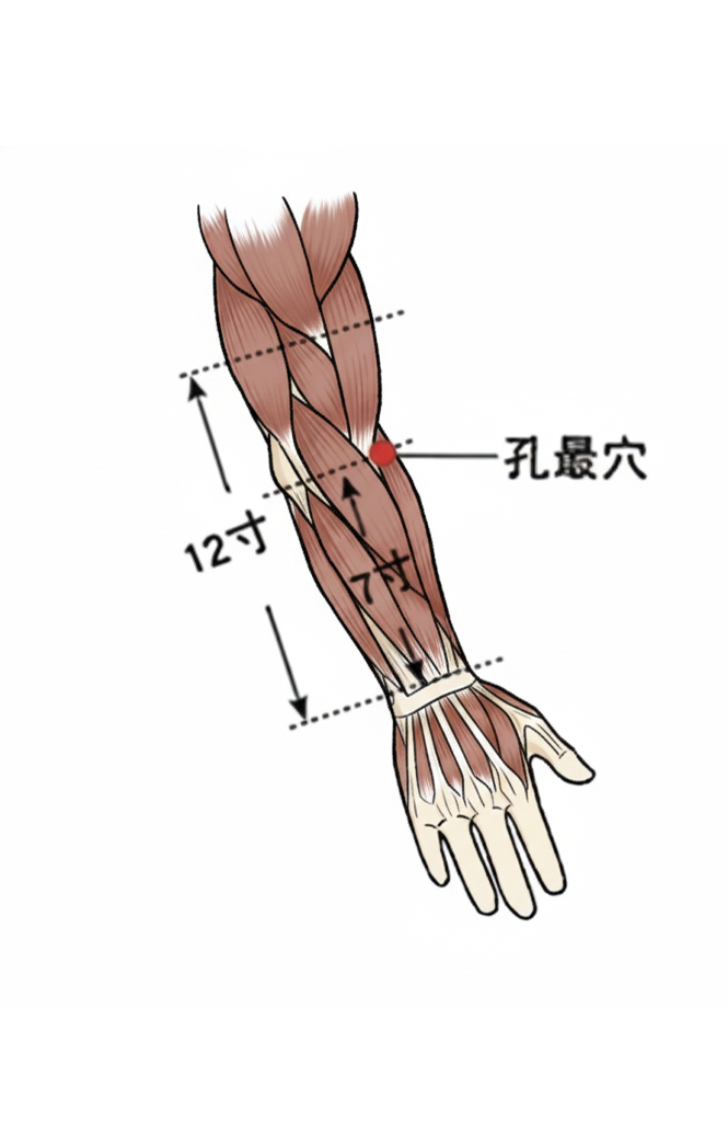 孔最穴 / LU-6 / Kongzui / Maximum Opening