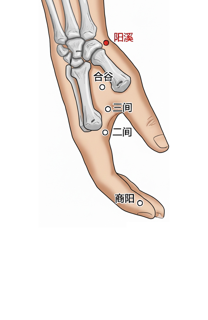 阳溪穴 / LI-5 / Yangxi / Yang Stream Point / 经穴  Jing-River Point