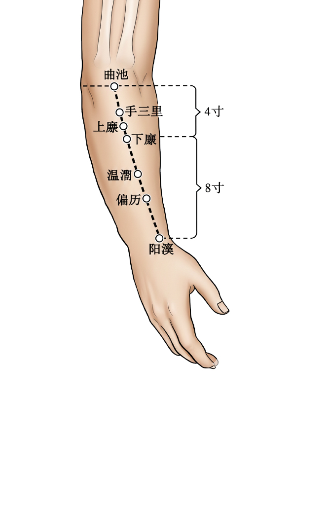 下廉穴 / LI-8 / Xialian / Lower Angle
