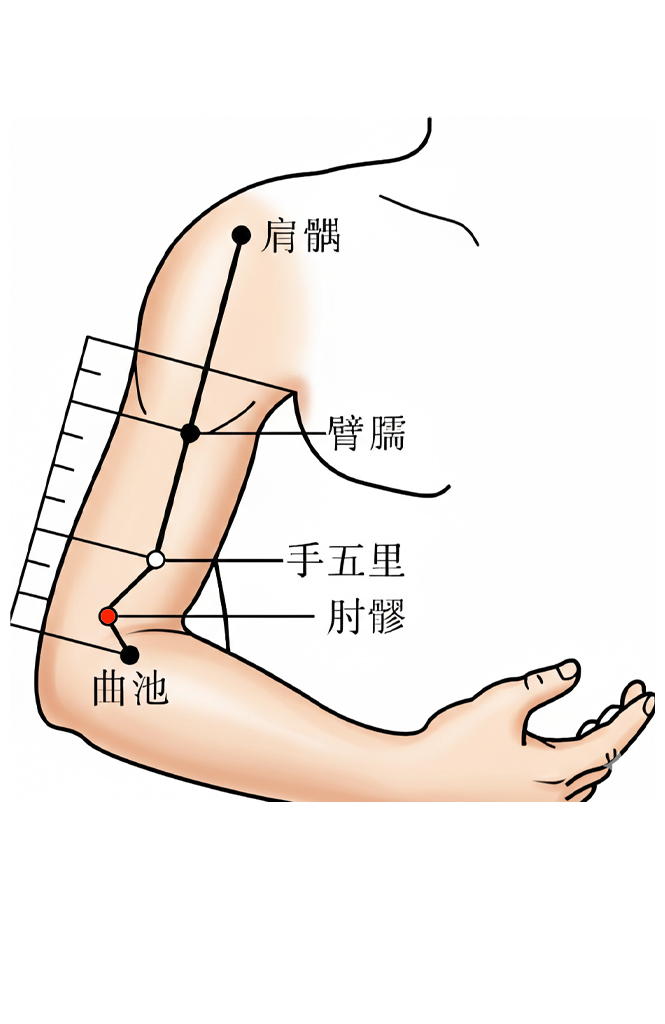 肘髎穴 / LI-12 / Zhouliao / Elbow Crevice