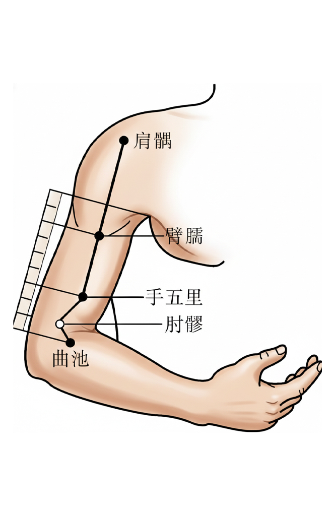 臂臑穴 / LI-14 / Binao / Upper Arm Muscle