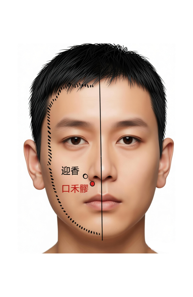 口禾髎穴 / LI-19 / Kouheliao /  Mouth Grain Crevice