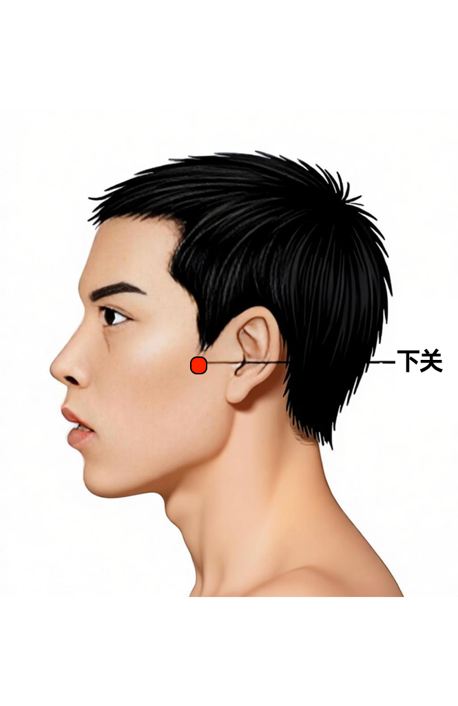 下关穴 / ST-7 / Xiaguan / Lower Pass / Below Joint