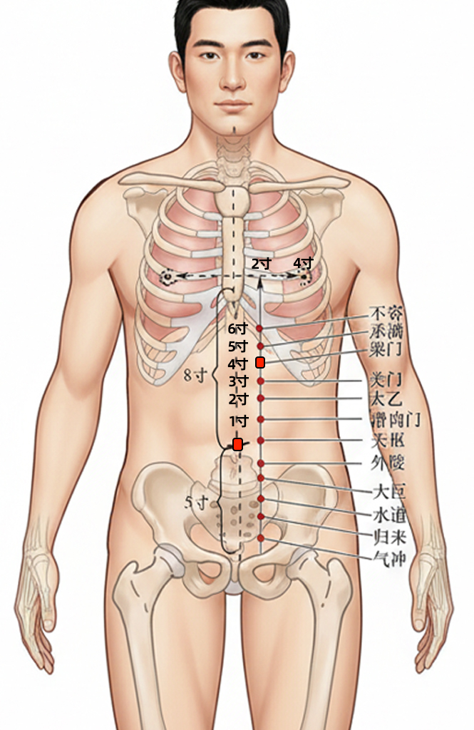 梁门穴 / ST-21 / Liangmen / Beam Gate