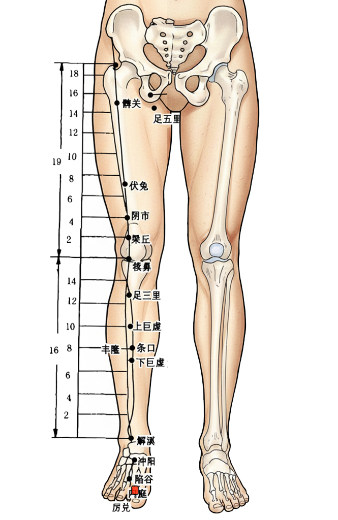 内庭穴 / ST-44 / Neiting / Inner Courtyard