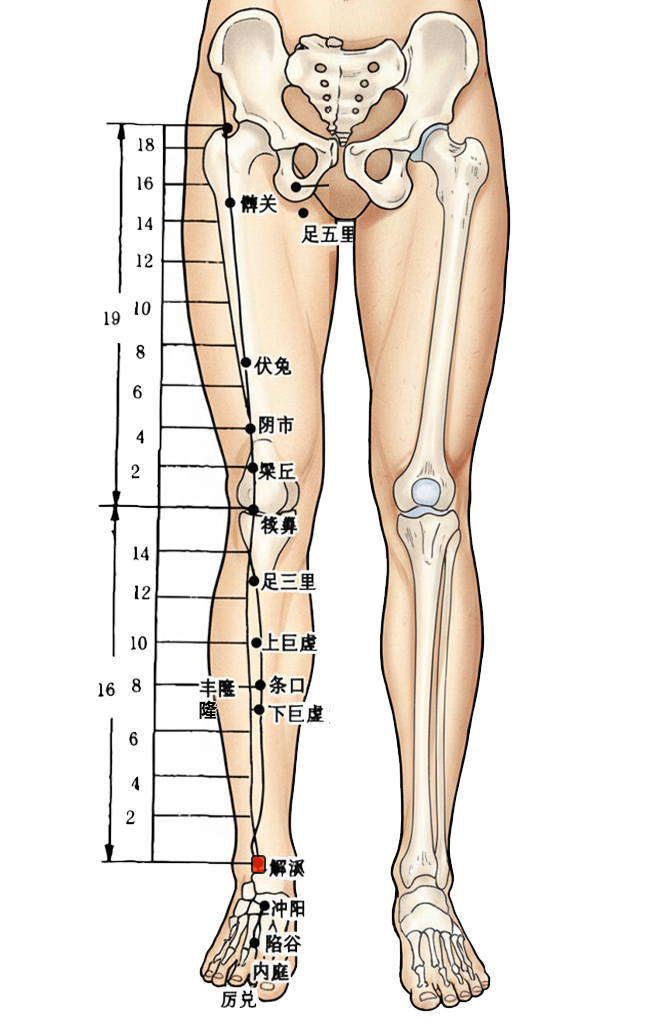 解溪穴 / ST-41 /Jixi  / Stream Divide / Release Creek