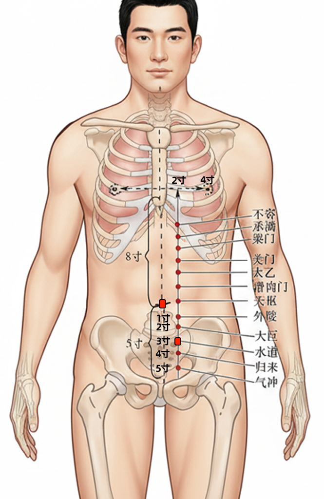 水道穴 / ST-28 / Shuidao / Water Passage / 胞宫募穴 &middot; Front-Mu Point of the Uterus