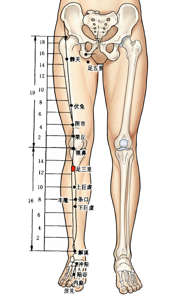 足三里穴 / ST-36 / Zusanli / Leg Three Miles / 合穴 He-Sea Point / 胃之下合穴